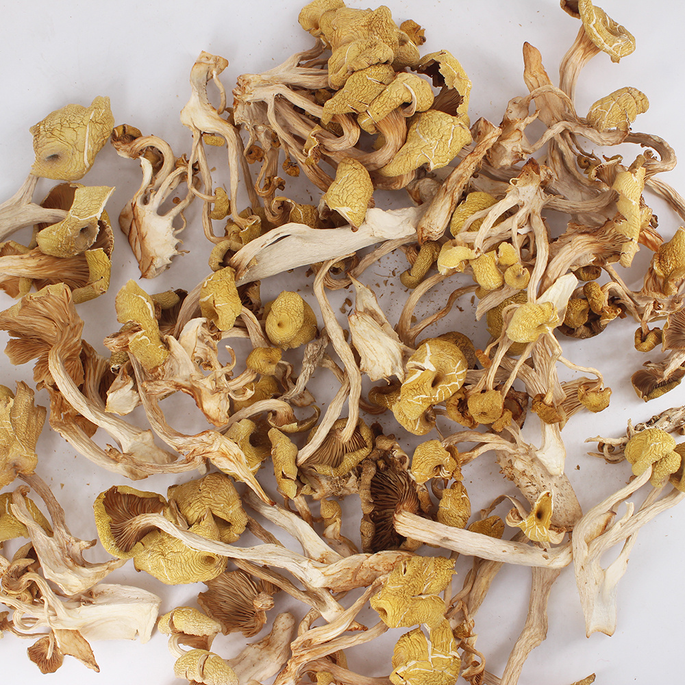 High Quality Wild Dried Chanterelle Mushrooms Low Prices Mushrooms Chanterelle wholesale