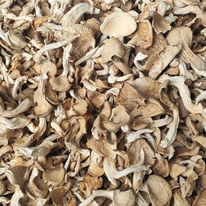 Wholesale Price High Quality Dried Oyster Mushroom Abalone mushroom dried morel mushrooms for sale