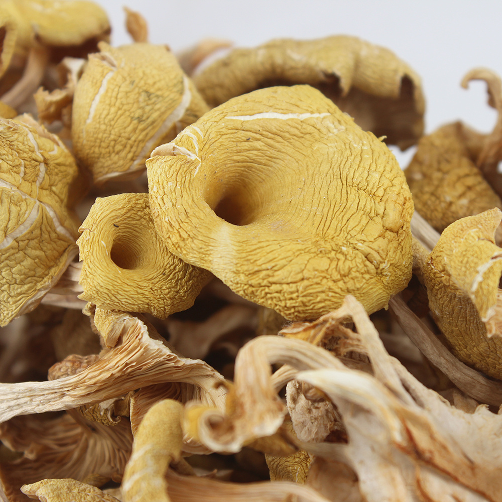 High Quality Wild Dried Chanterelle Mushrooms Low Prices Mushrooms Chanterelle wholesale