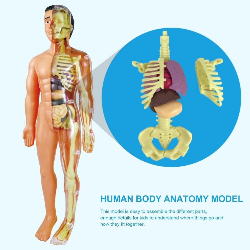 3D Human Body Model Torso Model Educational Assembly Learning DIY Toys Human Anatomy Organ Teaching Tools Early Learning Toys