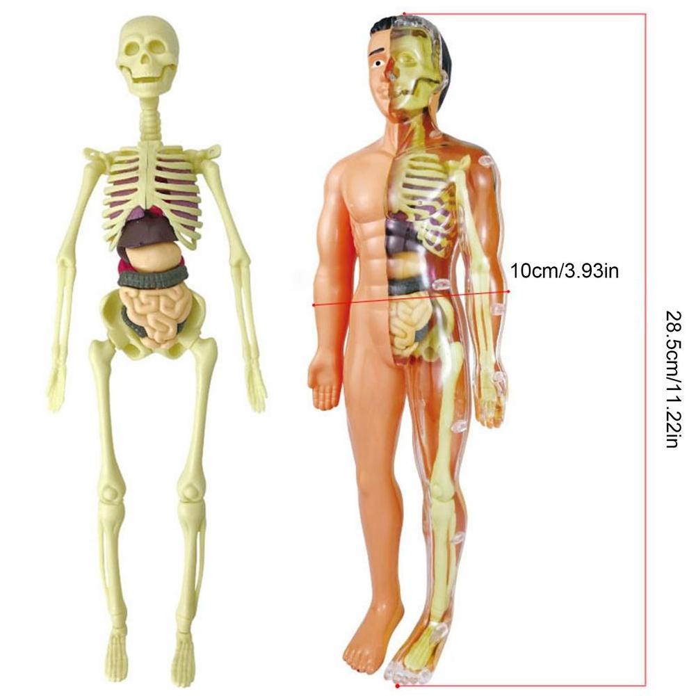 3D Human Body Model Torso Model Educational Assembly Learning DIY Toys Human Anatomy Organ Teaching Tools Early Learning Toys