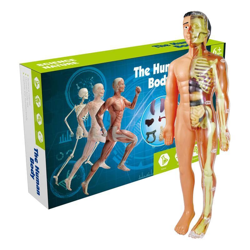 3D Human Body Model Torso Model Educational Assembly Learning DIY Toys Human Anatomy Organ Teaching Tools Early Learning Toys