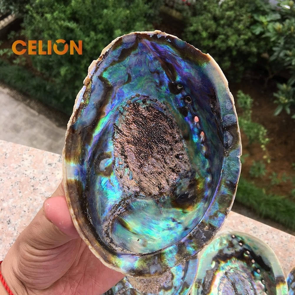 CELION Factory Wholesale Australian large 5 inch Abalone Shells for smudge