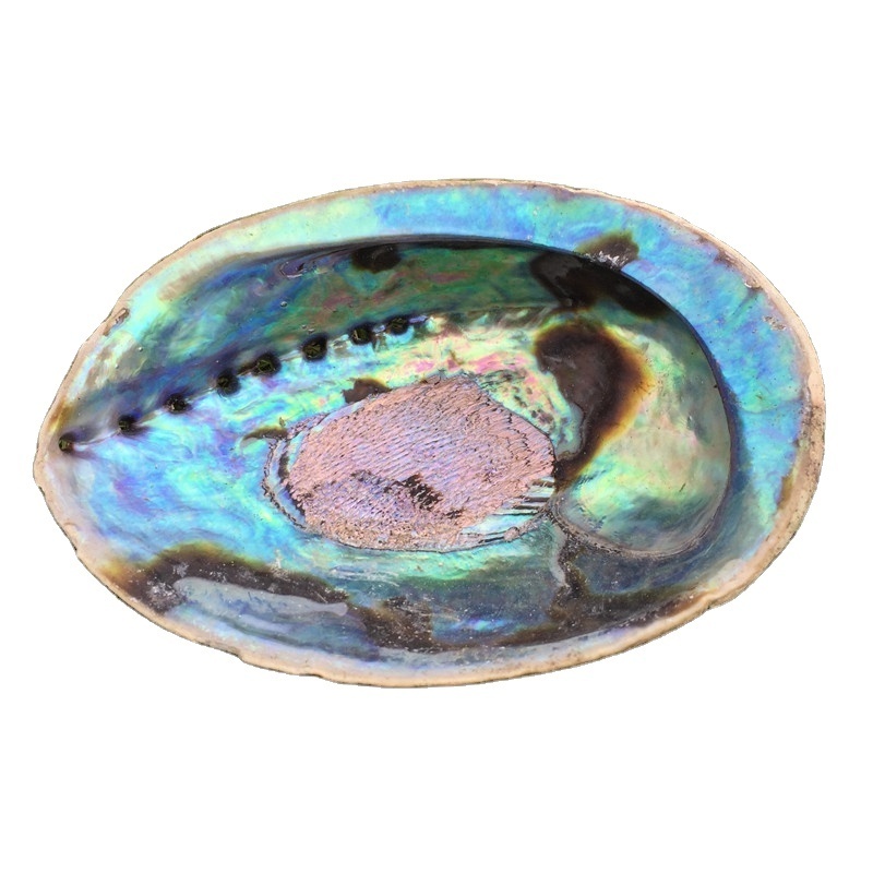 CELION Factory Wholesale Australian large 5 inch Abalone Shells for smudge