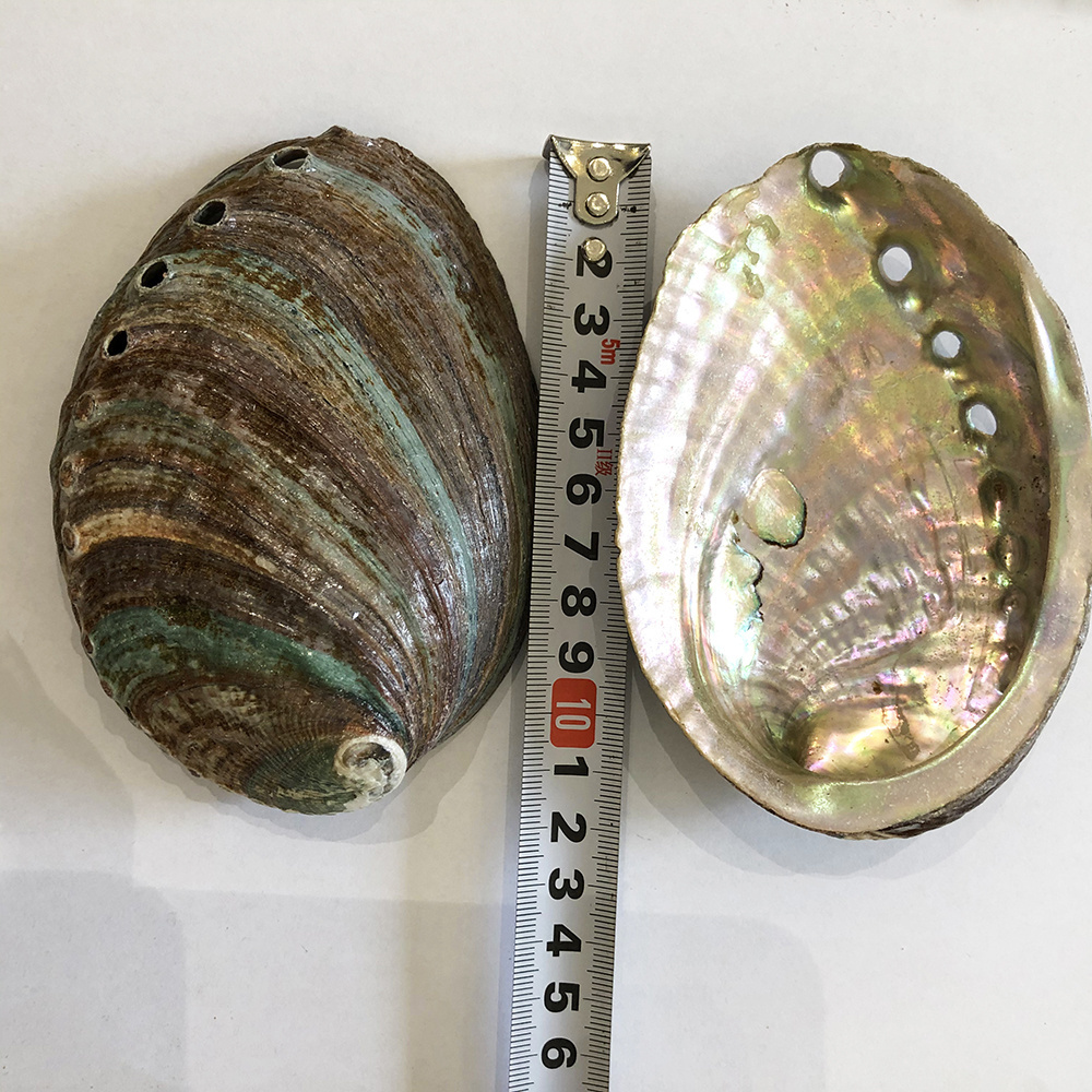 CELION Wholesale Large Size Decorative Materials  Abalone Shell SeaShell 12-13cm Natural Materials Cleaning Abalone Shells