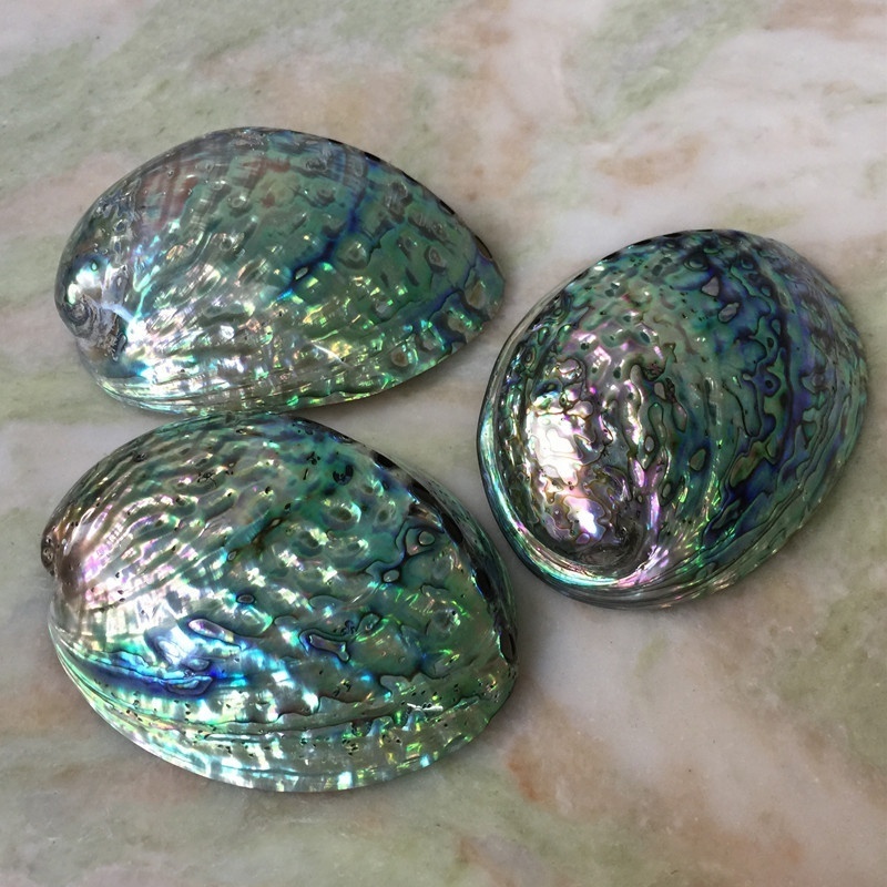 Wholesale 5 Inch Raw Large Australian Bulk Abalone Shell For Smudging Kit Natural Crafts