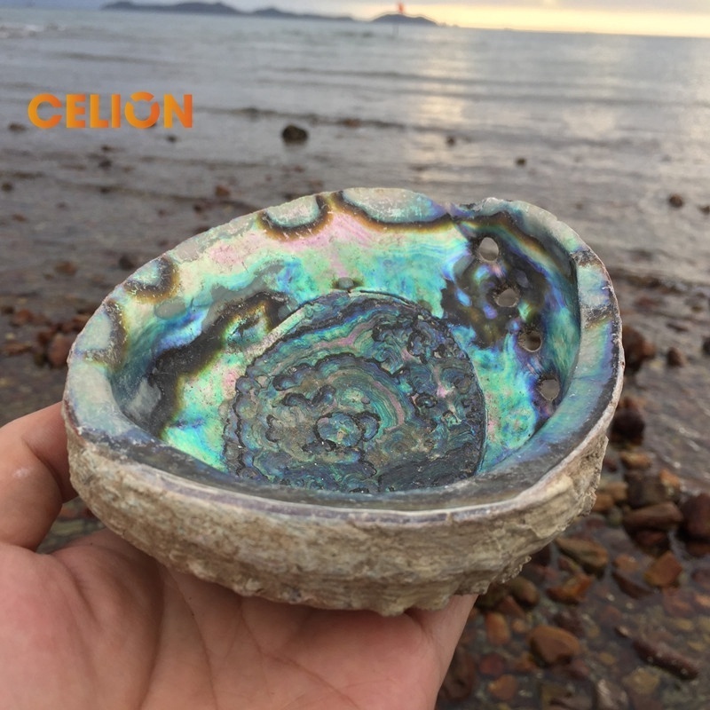 CELION Factory Wholesale Australian large 5 inch Abalone Shells for smudge