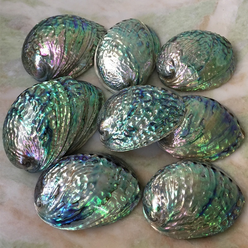 Wholesale 5 Inch Raw Large Australian Bulk Abalone Shell For Smudging Kit Natural Crafts