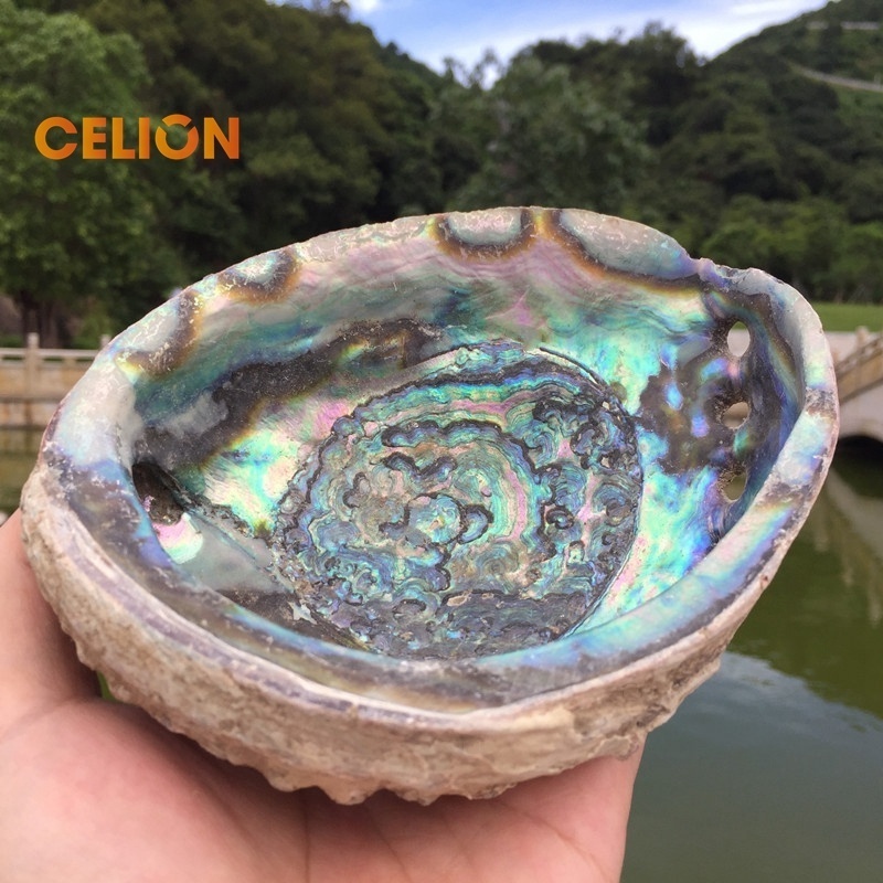 CELION Factory Wholesale Australian large 5 inch Abalone Shells for smudge