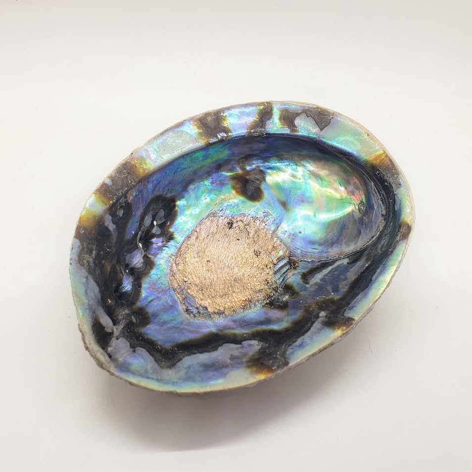 5 inch Abalone Shell for sale  Wholesale Nature New Zealand abalone sea Shell