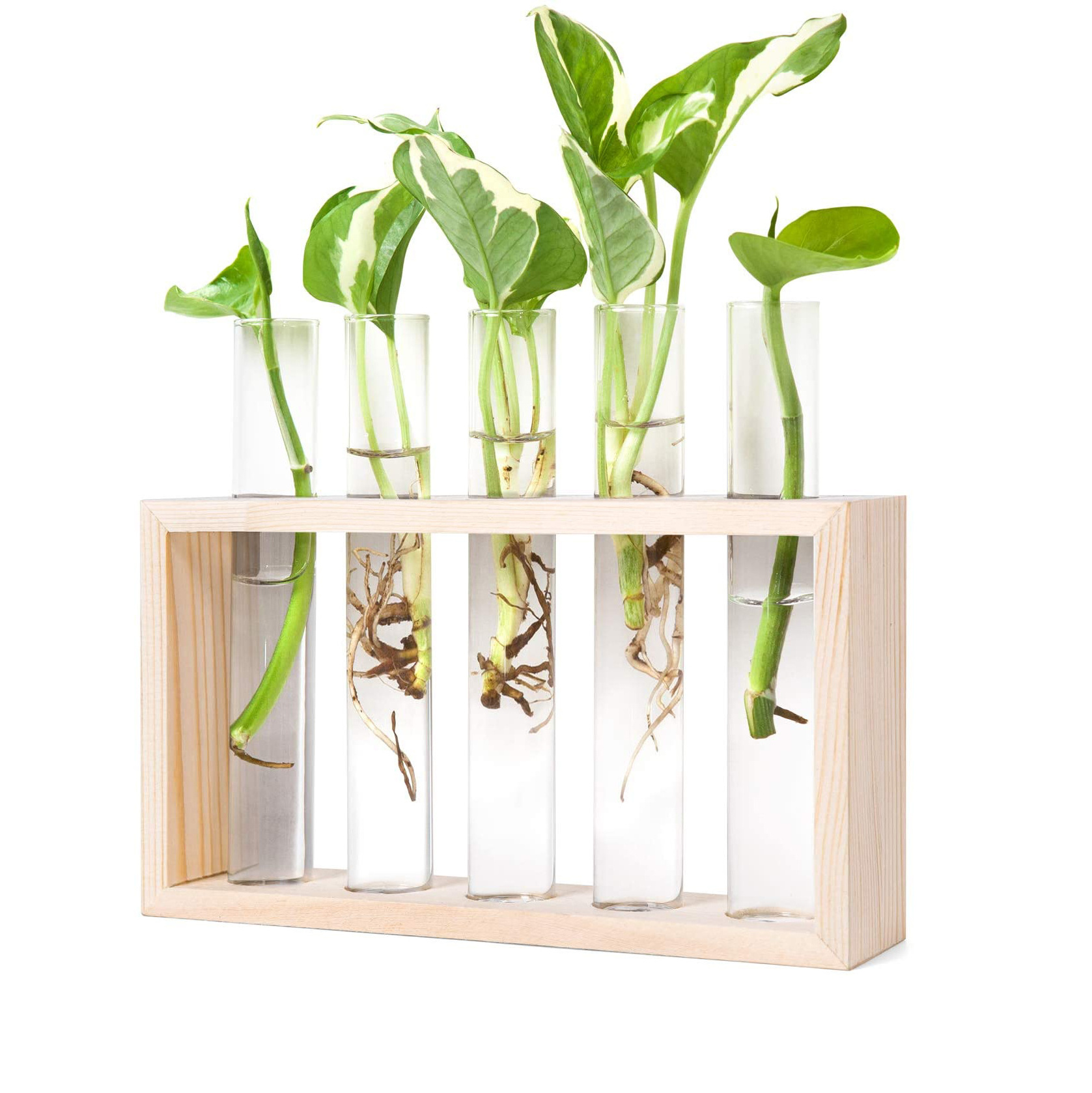 Aeofa Wall Hanging Glass Planter Plant Terrarium Modern Flower Bud Vase in Wood Stand Rack Tabletop Terrarium for plants