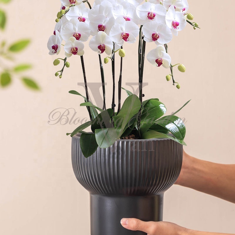 7 inch Dia 18cm Holy Grail phalaenopsis Butterfly orchid glazed ceramic flower pot for home decoration Interior