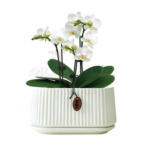 24" Rectangular phalaenopsis Butterfly orchid ceramic flower pot with saucer for hotel home interior decor decoration