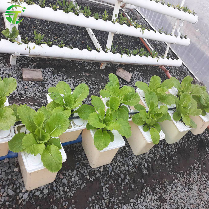 Hydroponics Dutch Bucket Growing System  plant tomato Holland bucket plastic buckets suitable for drip irrigation systems