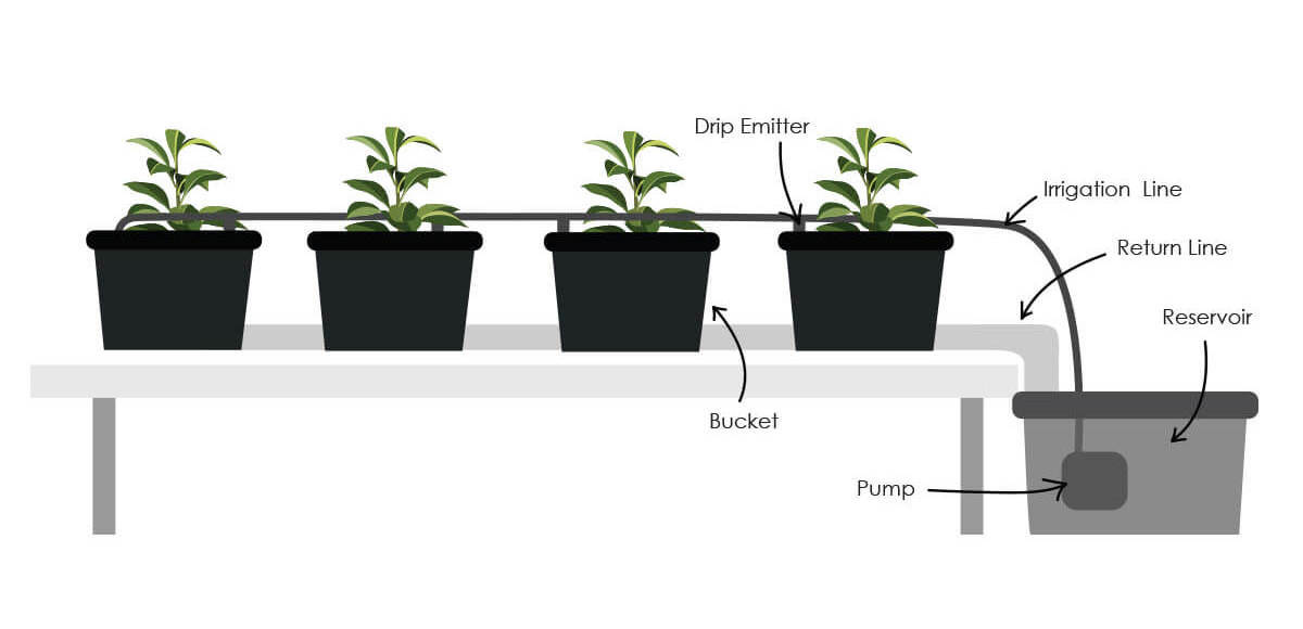 Complete Hydroponic Dutch Bucket System for growing vegetable in greenhouse  Aquaponics Growing Systems