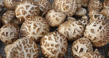 Hot selling Inteley AD Dried Morel Bulk Dried Shiitake White Flower Mushroom