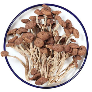 Mushroom tea tree  Wrap in fungal water  Mushrooms  are eaten  with mushrooms