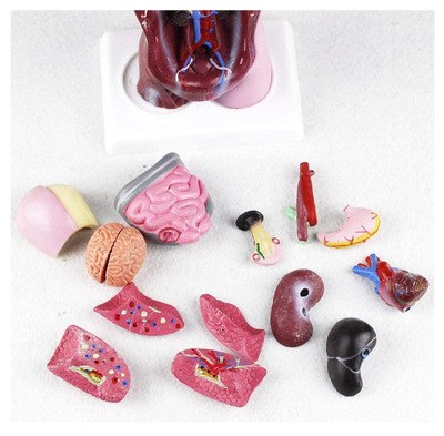 High Quality Medical Anatomy Organs Detachable Plastic Human Trunk Muscles Model Manikin For Surgery Skills Training