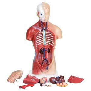 High Quality Medical Anatomy Organs Detachable Plastic Human Trunk Muscles Model Manikin For Surgery Skills Training