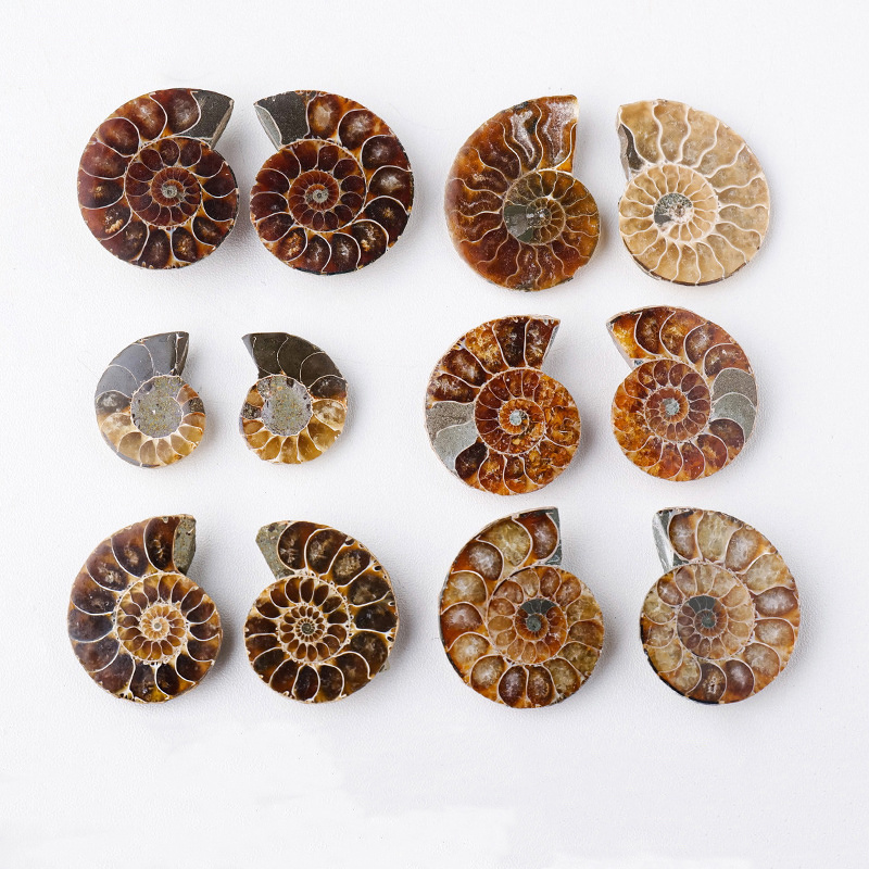 Wholesale Natural High Quality Polished Nautilus Conch Ammonite Stone Fossil Pieces For Home Decoration