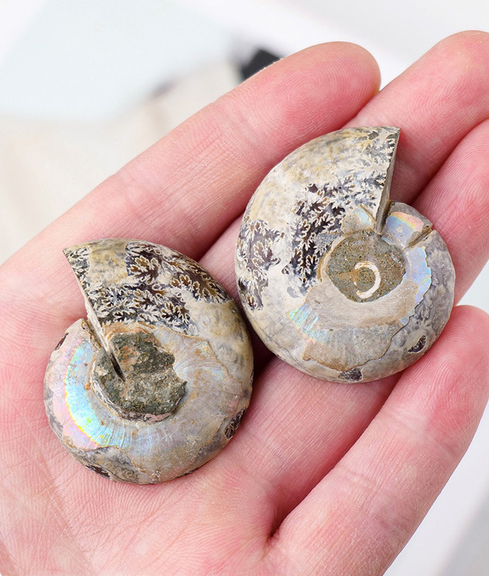 Wholesale Natural High Quality Polished Nautilus Conch Ammonite Stone Fossil Pieces For Home Decoration