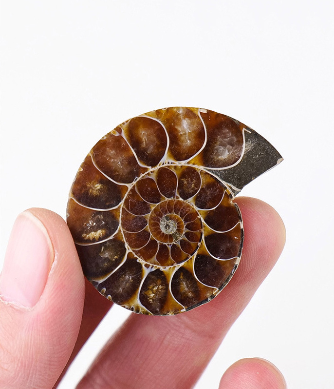 Wholesale Natural High Quality Polished Nautilus Conch Ammonite Stone Fossil Pieces For Home Decoration