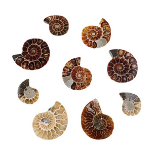 Wholesale Natural High Quality Polished Nautilus Conch Ammonite Stone Fossil Pieces For Home Decoration