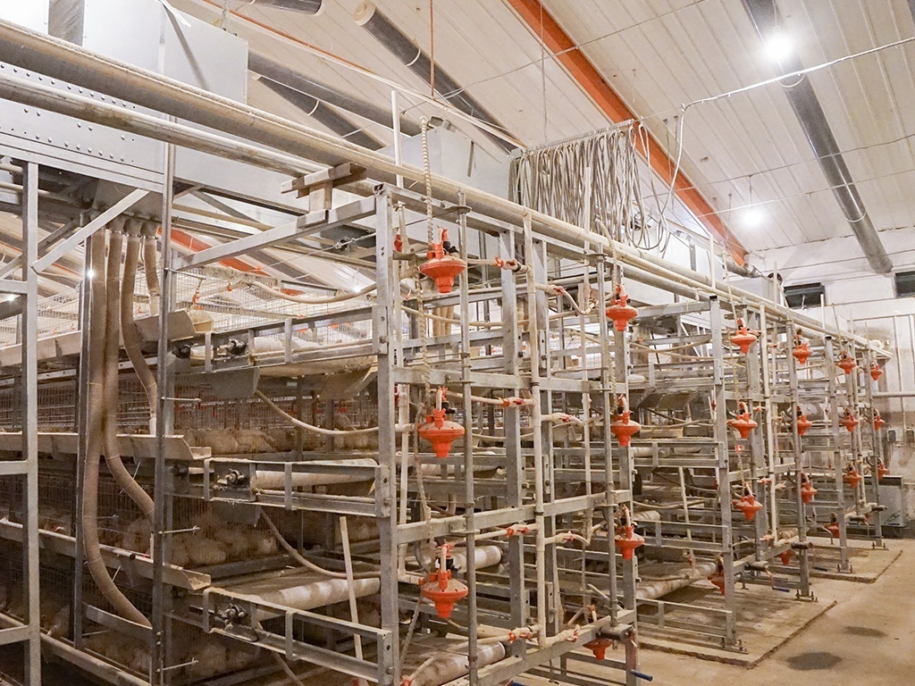 POULTRY HELPER poultry cages for layer chickens for 10000 birds with conveyor belt for farm