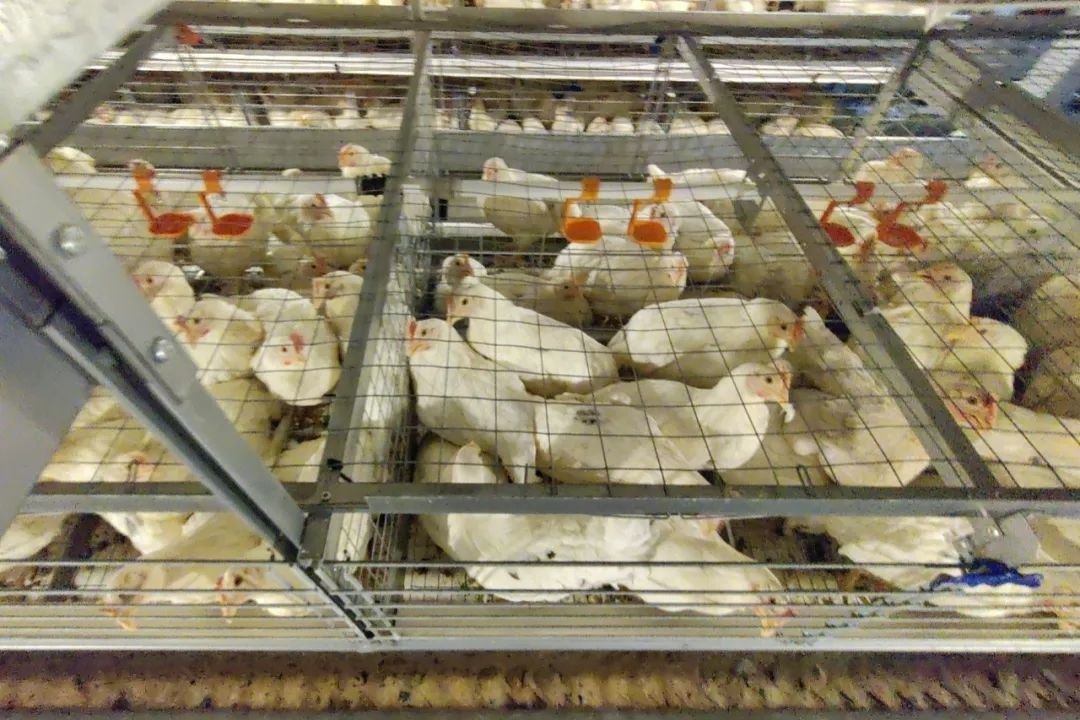 POULTRY HELPER poultry cages for layer chickens for 10000 birds with conveyor belt for farm