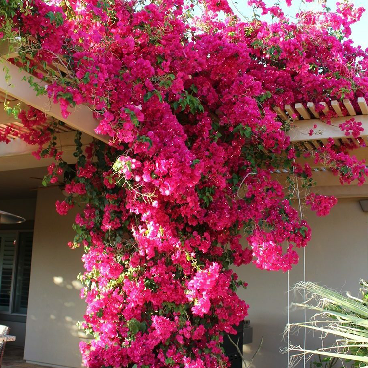 Wholesale Artificial Bougainvillea Flower Garland Hanging Vines for Outside Wall Decor Garden Decoration