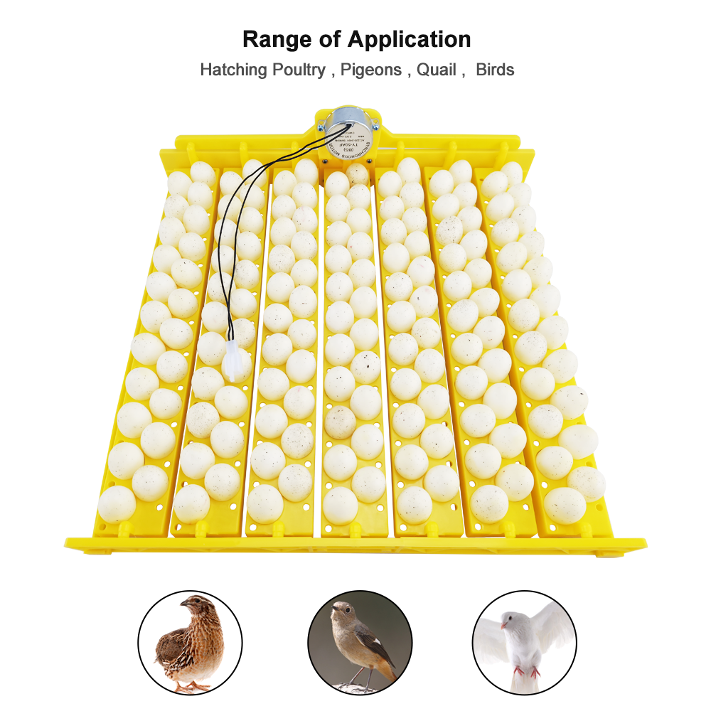 Hot selling 154 Eggs Quail Egg Packaging Tray Egg For Sale