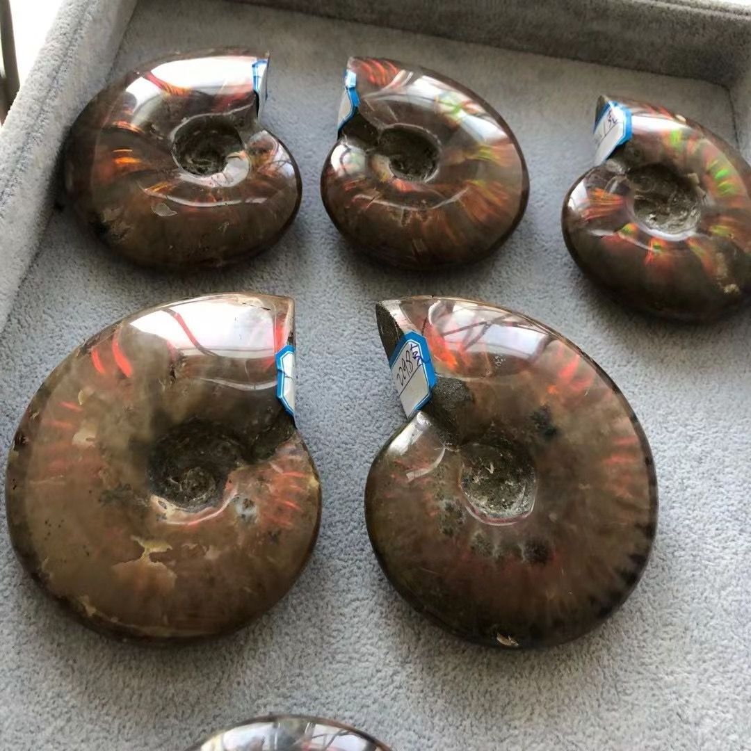 Wholesale unique natural raw rock ammonite fossils stone with rainbow for decoration