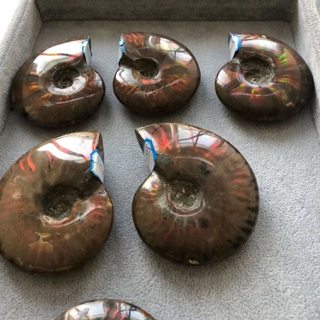 Wholesale unique natural raw rock ammonite fossils stone with rainbow for decoration