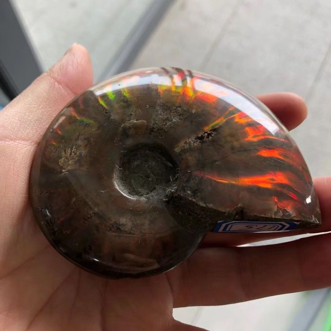 Wholesale unique natural raw rock ammonite fossils stone with rainbow for decoration