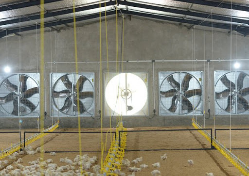 Wholesale at low prices in Chinese factories 50inch  agriculture poultry chicken house exhaust fan