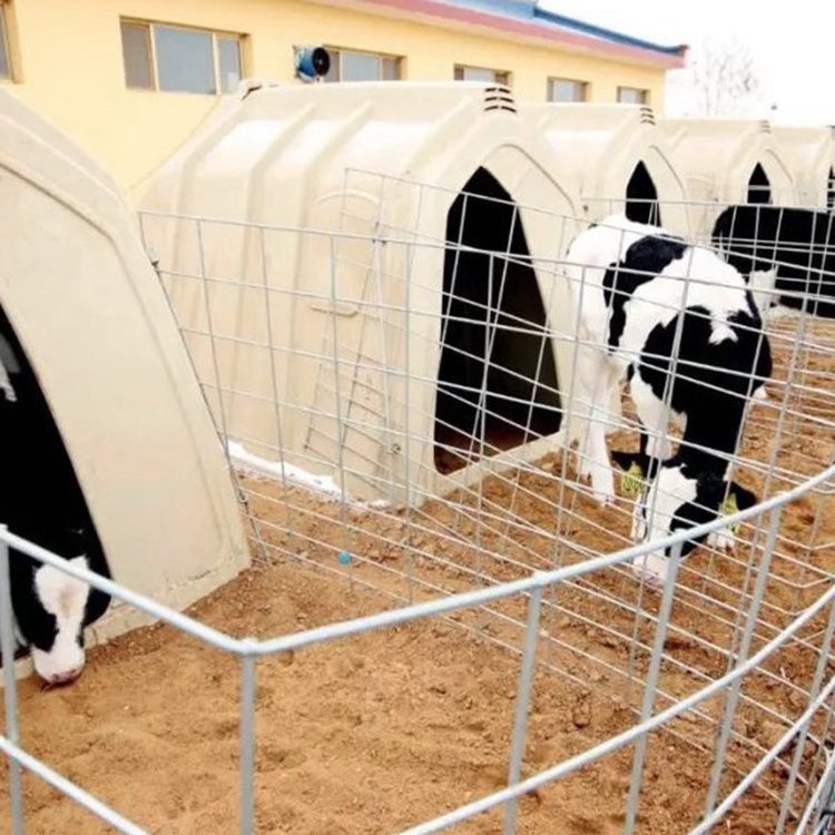 Dairy Farm Use PE Calf Feeding Hutch Home Calf Hutches Calf Housing with Steel Fence for Sale