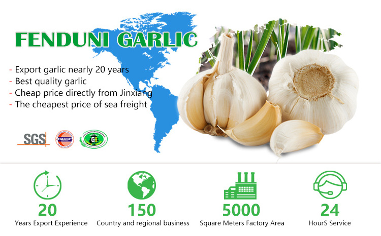 Jin xiang Pure Natural New Crop Fresh White Garlic Price/Solo Garlic Price