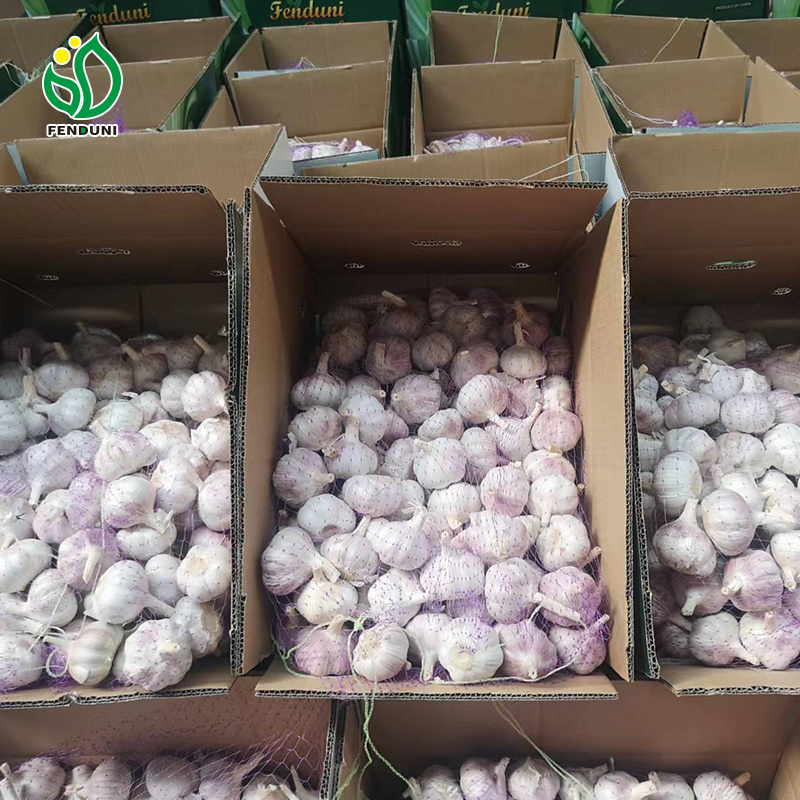 Jin xiang Pure Natural New Crop Fresh White Garlic Price/Solo Garlic Price