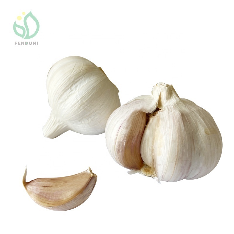 garlic supplier from china / AJO ALHO Ail