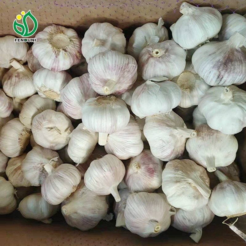 China Fresh White Garlic Ajo Chino Shandong Crop Package: Carton/Bags, With Cheap Price white garlic from china