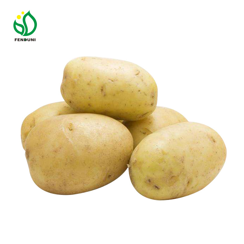 Potato fresh sweet potatoes high quality cheap price professional export wholesalers fresh potato