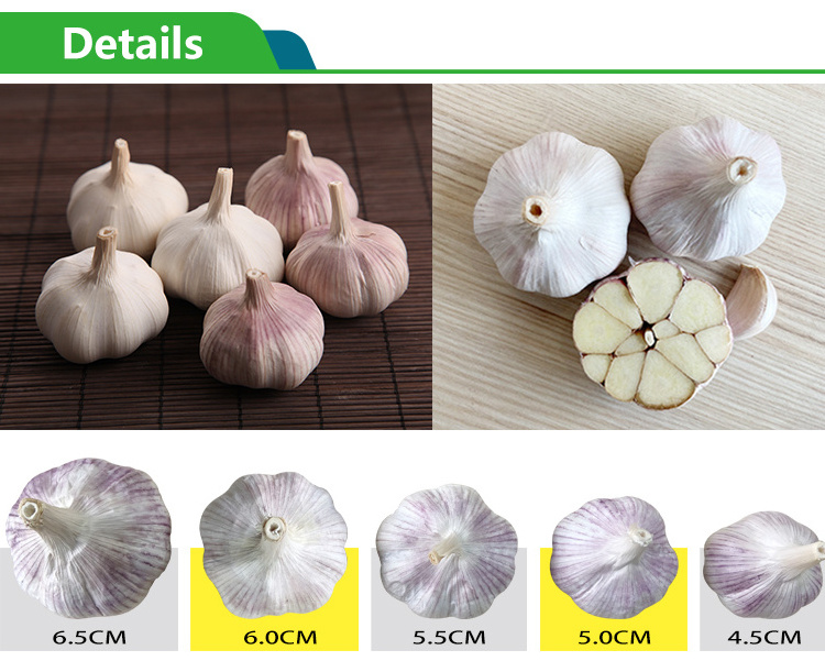 Jin xiang Pure Natural New Crop Fresh White Garlic Price/Solo Garlic Price