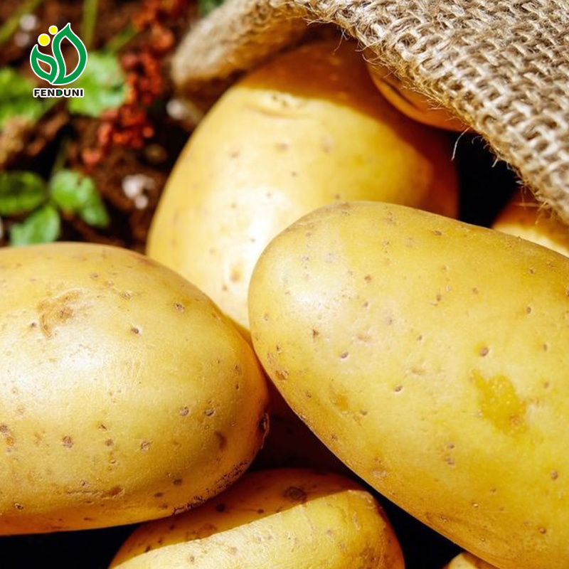 Potato fresh sweet potatoes high quality cheap price professional export wholesalers fresh potato