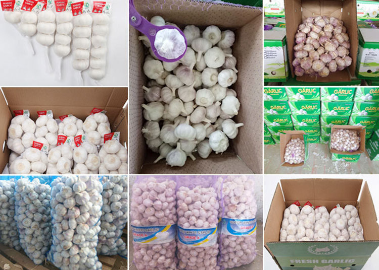 Jin xiang Pure Natural New Crop Fresh White Garlic Price/Solo Garlic Price