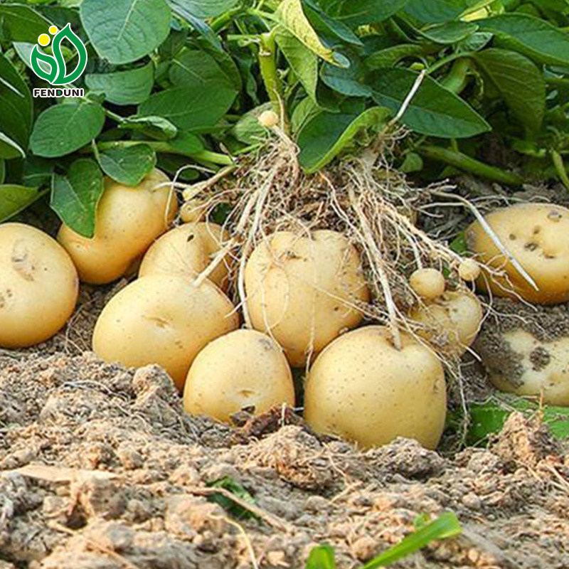 Potato fresh sweet potatoes high quality cheap price professional export wholesalers fresh potato