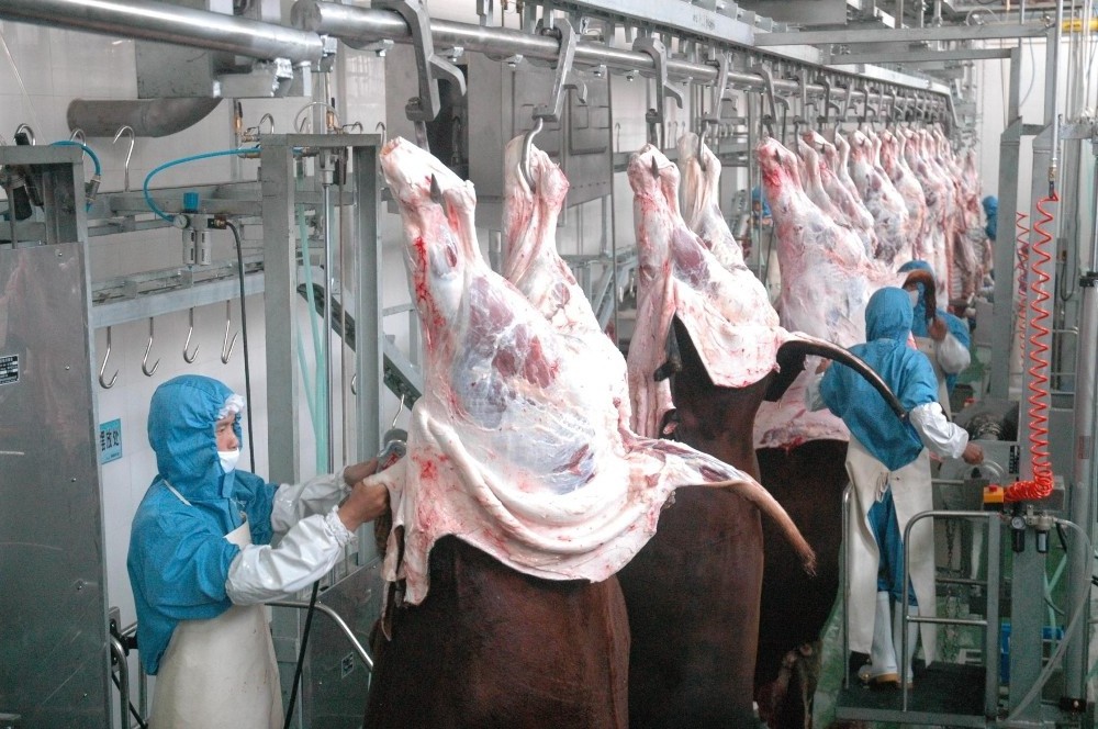 slaughterhouse slaughter equipment halal  live cattle slaughter equipment custom ox processing machines