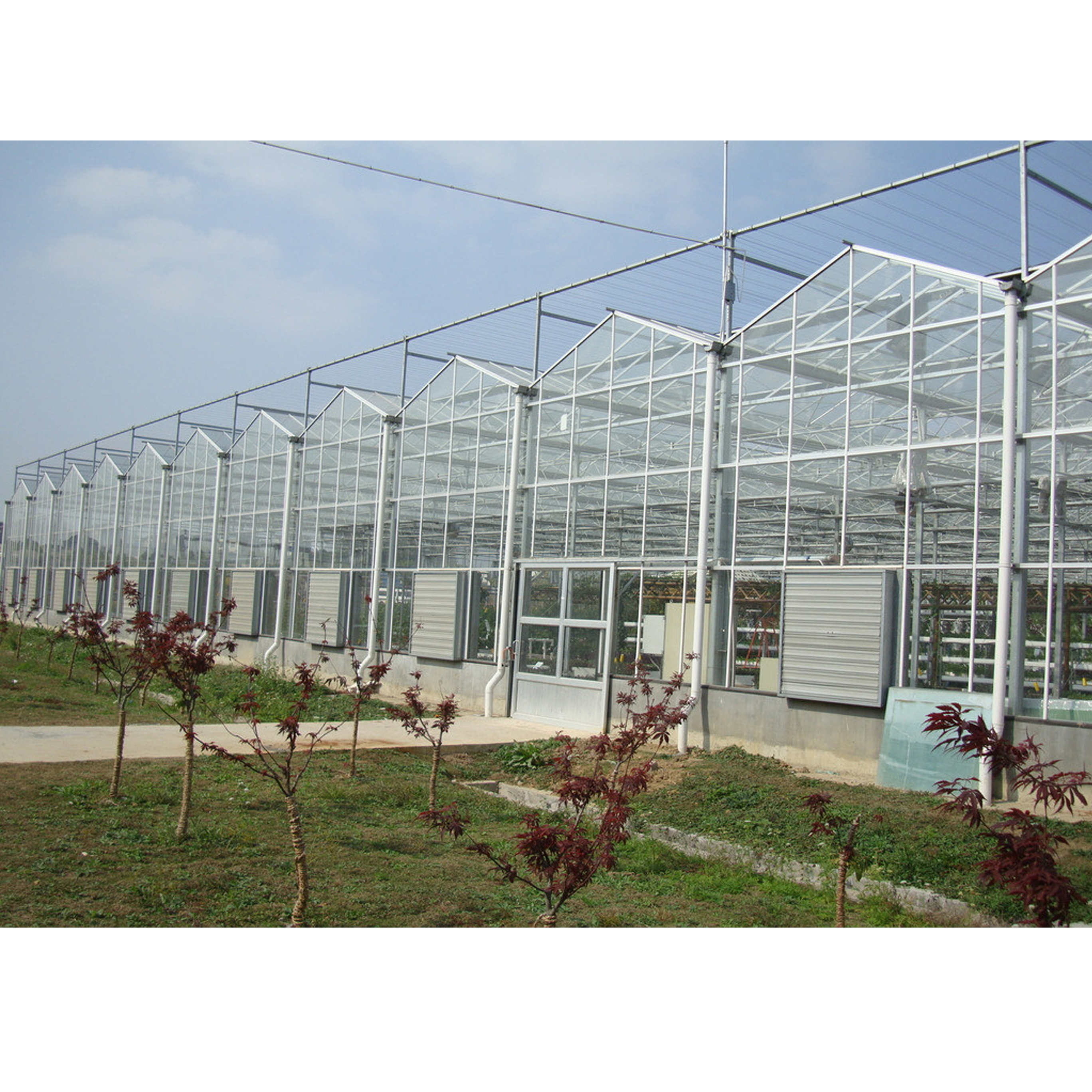 Venlo  Glass  Agricultural Greenhouse For Sale  Multi-Span Green House For Tomato