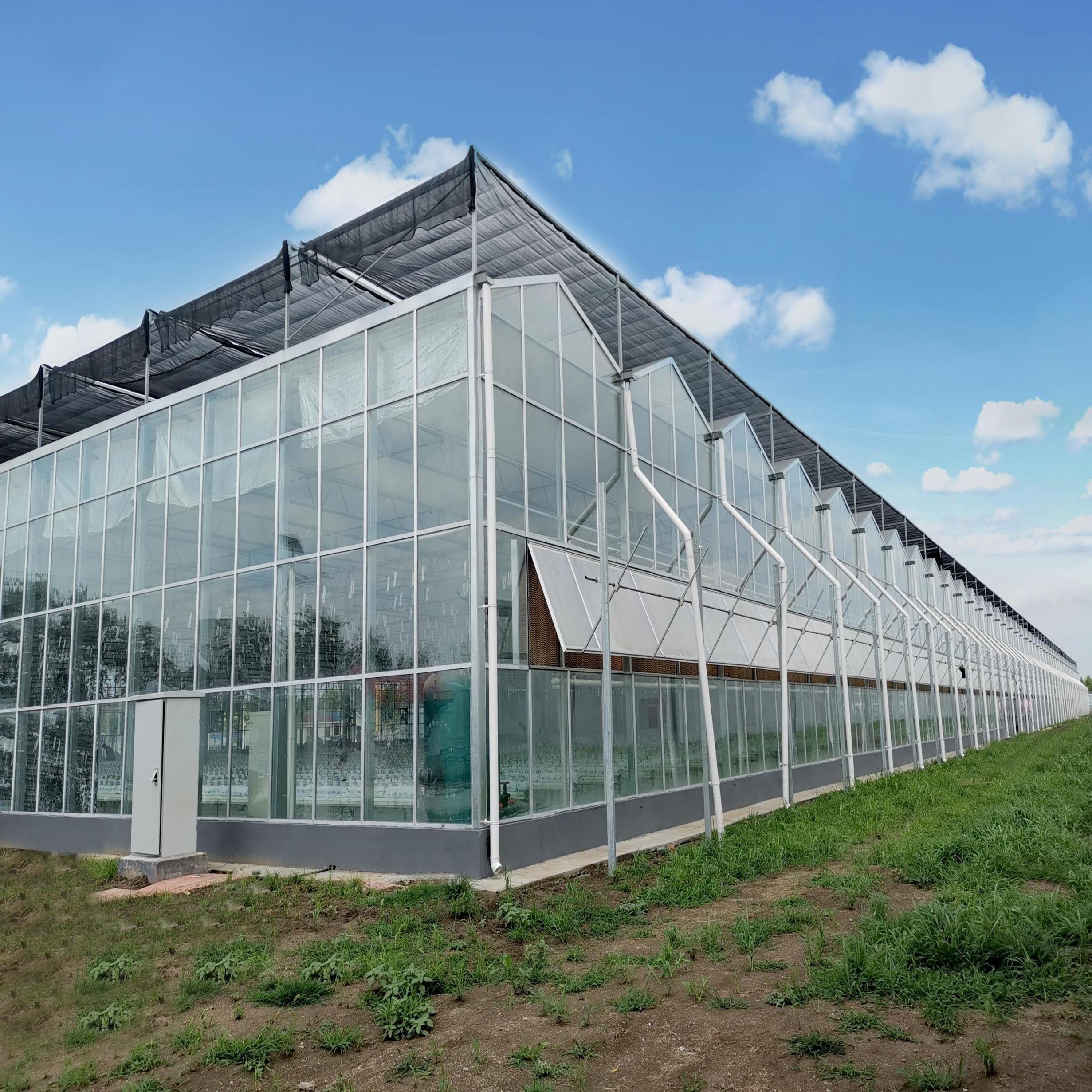 Venlo  Glass  Agricultural Greenhouse For Sale  Multi-Span Green House For Tomato