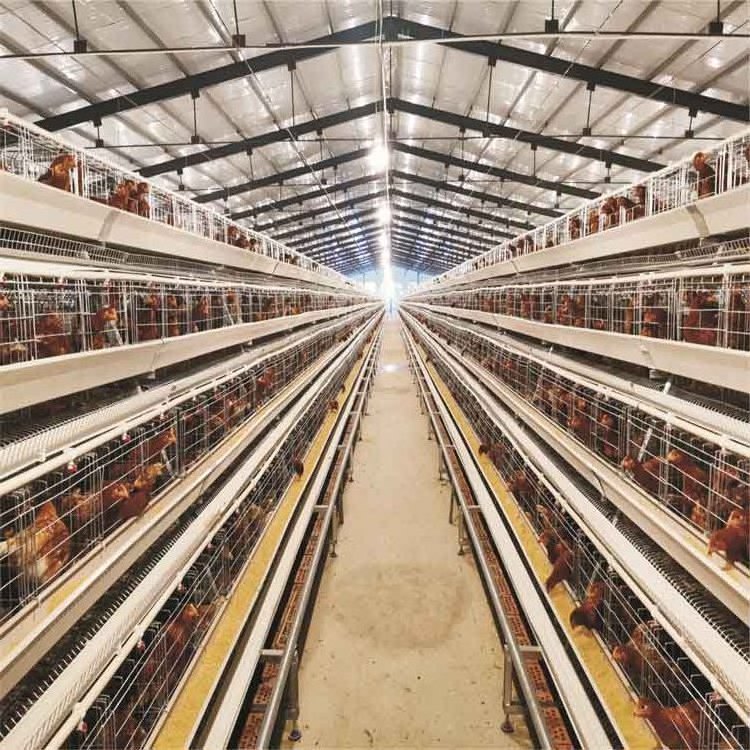 Automated rooster cage poultry farm equipment feeding system livestock 4 Tiers A Type Battery Layer Chicken Egg Laying Hens Cage