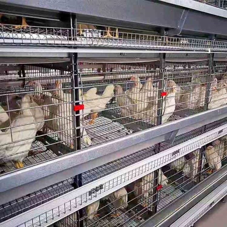 Modern Design H Type 4 Tiers Automatic Egg Poultry Farms Battery Layer Chicken Cages Raising Farming Equipment in Africa